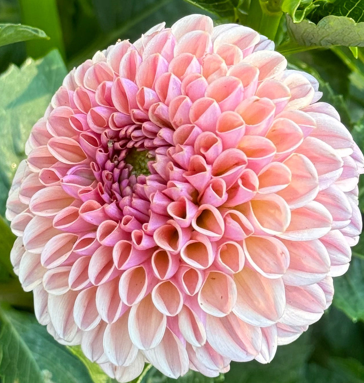 Valley Towny Dahlia