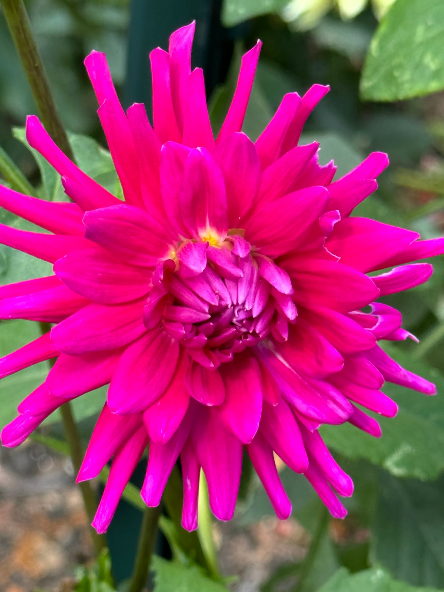 Hollyhill Keene Dahlia