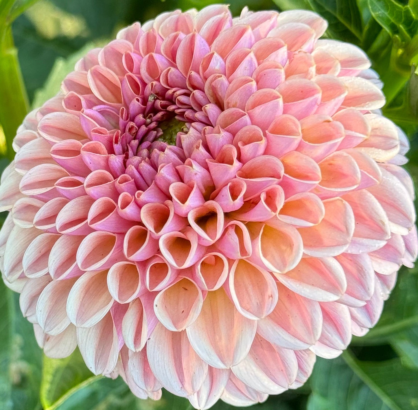 Valley Towny Dahlia