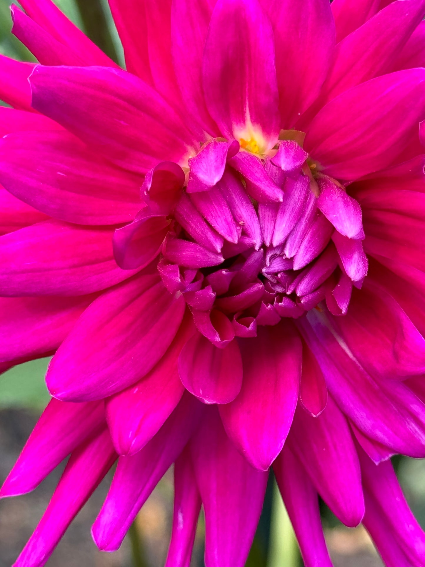 Hollyhill Keene Dahlia