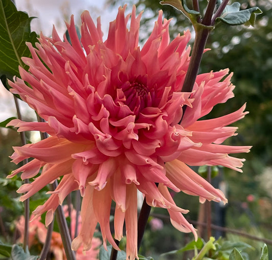 Hilltop Lost Treasure Dahlia