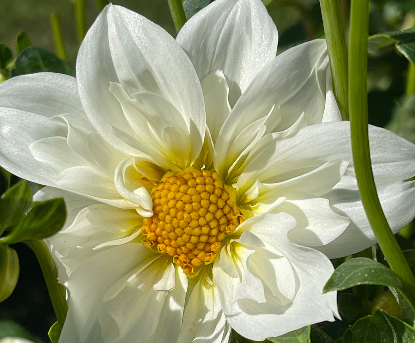 Cherubino Dahlia