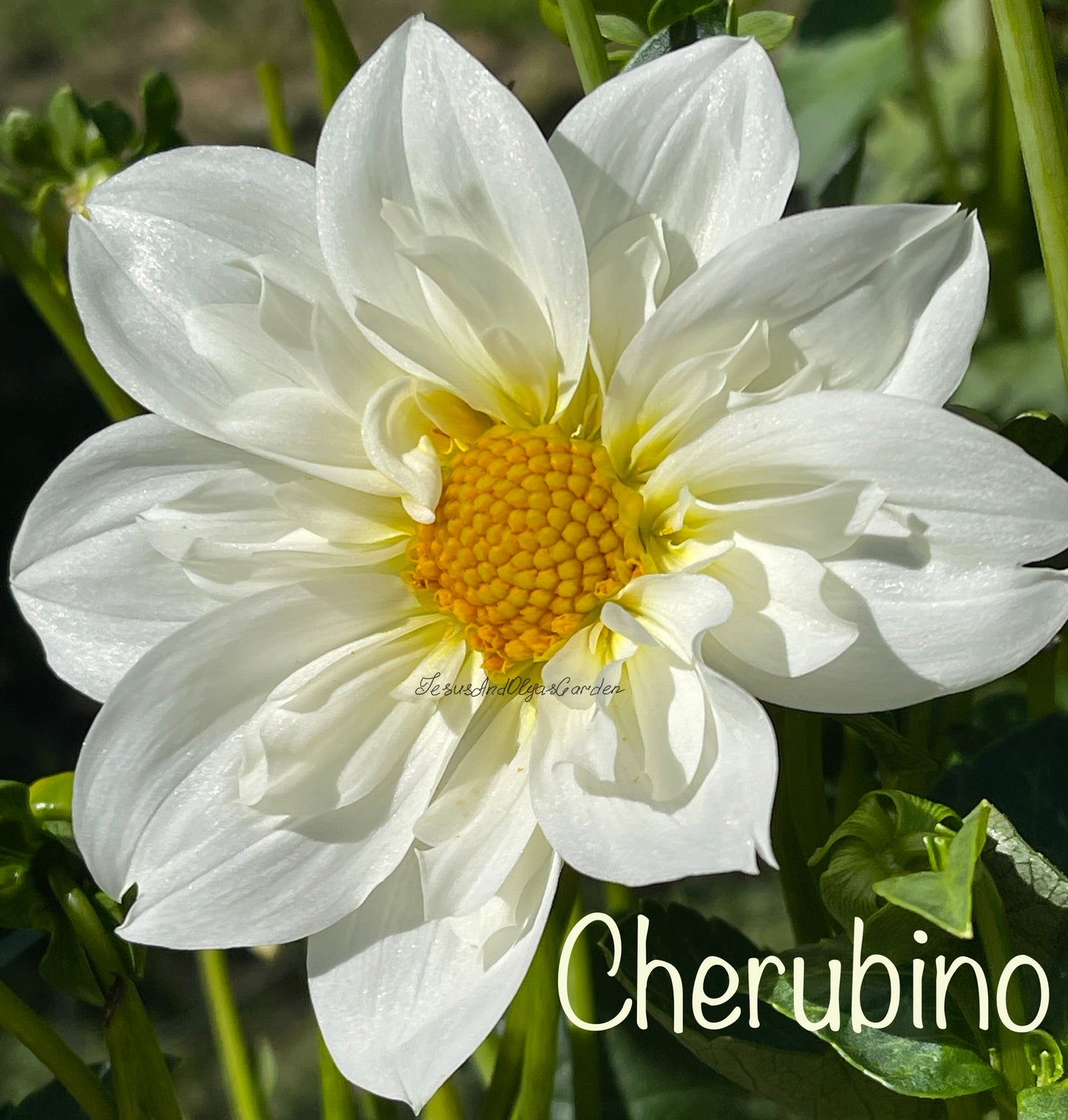 Cherubino Dahlia