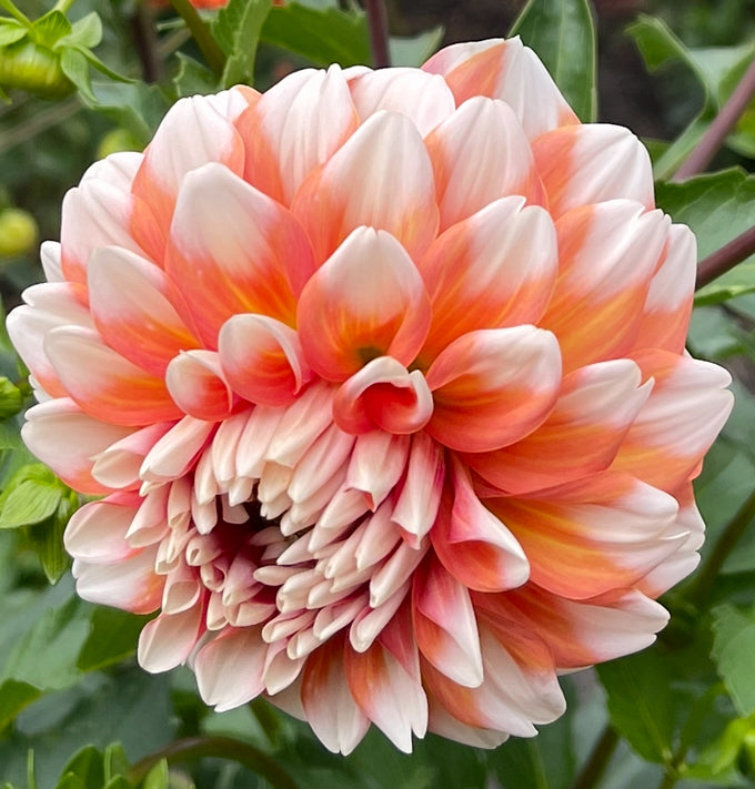 Hollyhill Orange Ice Dahlia