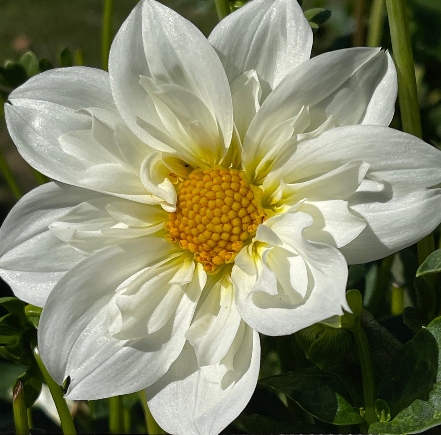 Cherubino Dahlia