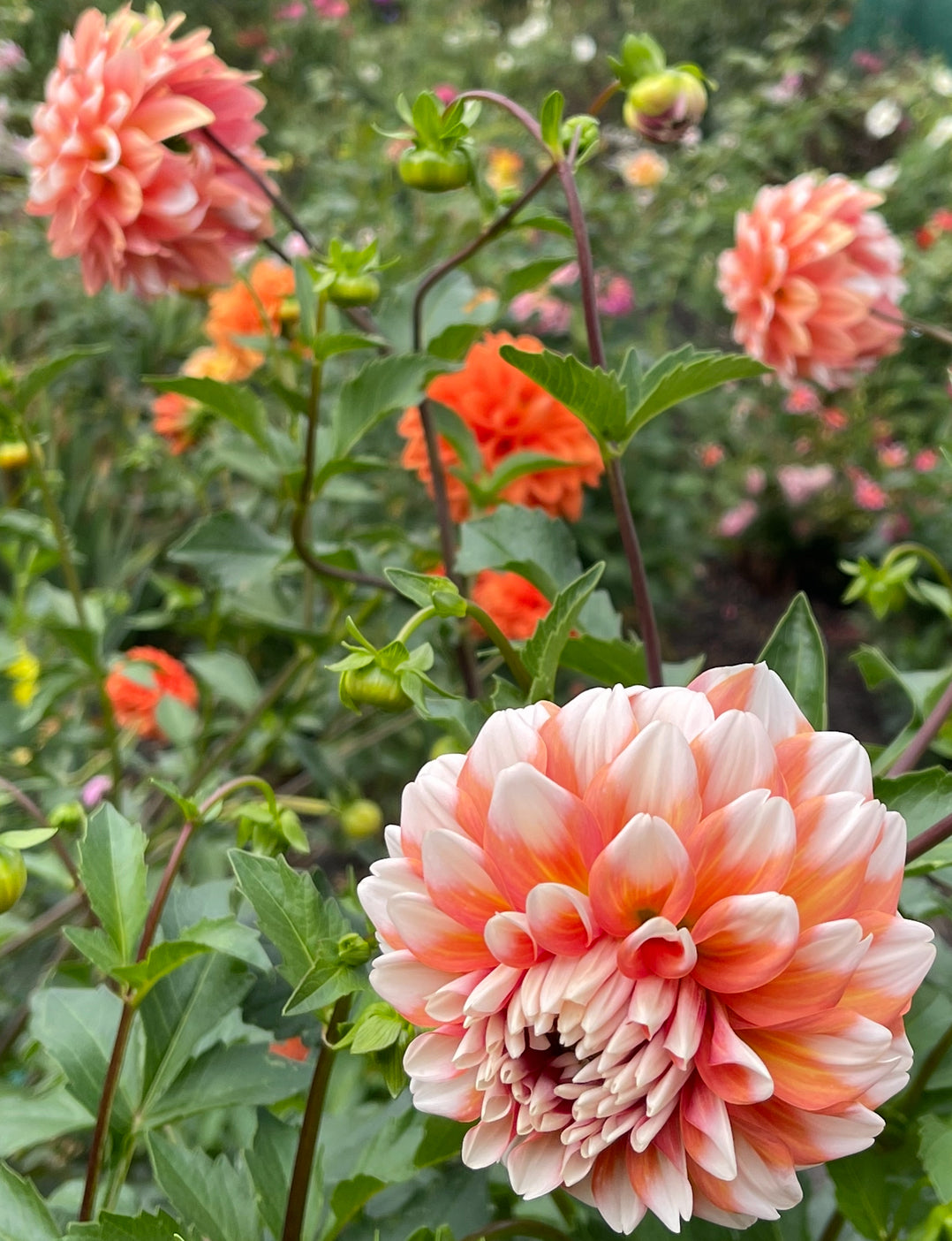 Hollyhill Orange Ice Dahlia