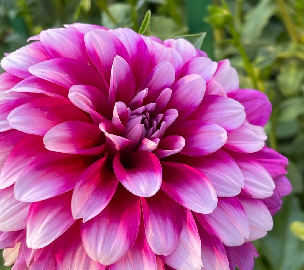 Hollyhill Pixi (Sport) Dahlia