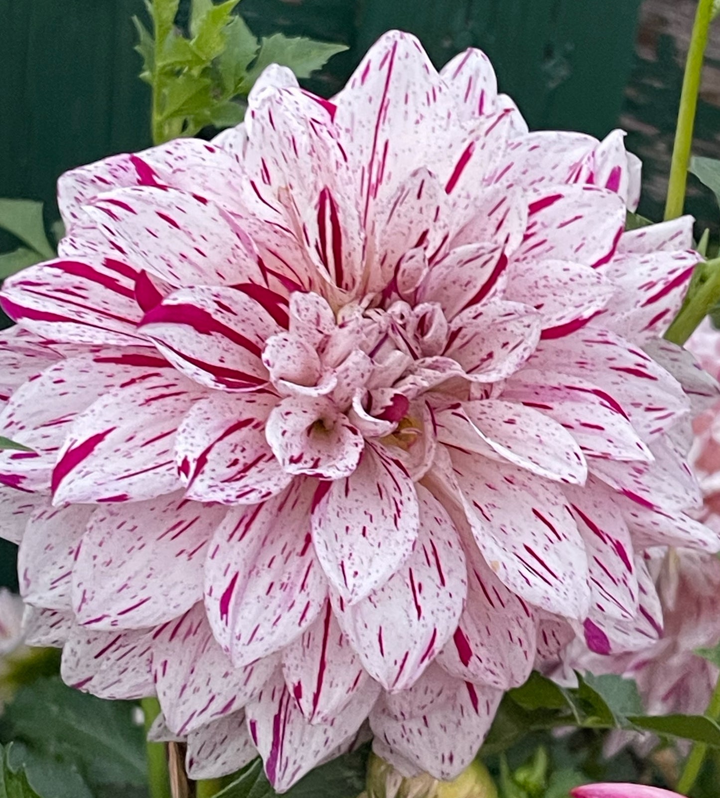 Hollyhill Toni Dahlia