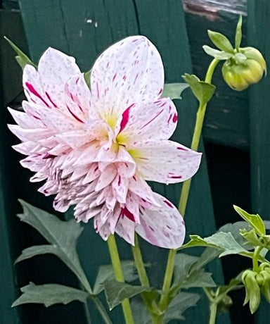 Hollyhill Toni Dahlia