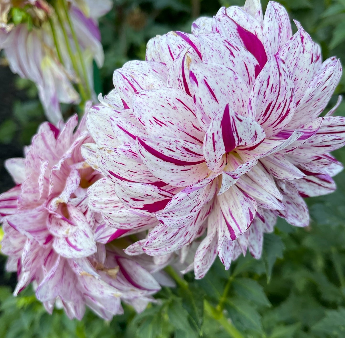 Hollyhill Toni Dahlia