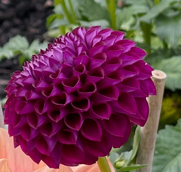 Hollyhill Violetta Dahlia