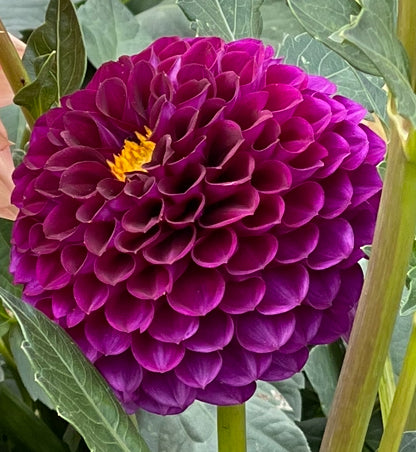 Hollyhill Violetta Dahlia