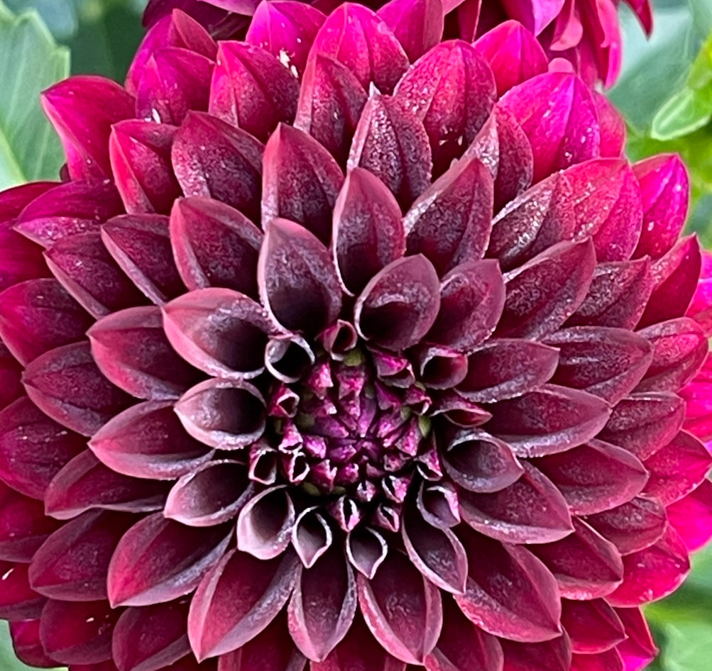 Irish Blackberry Dahlia