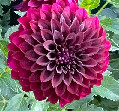 Irish Blackberry Dahlia