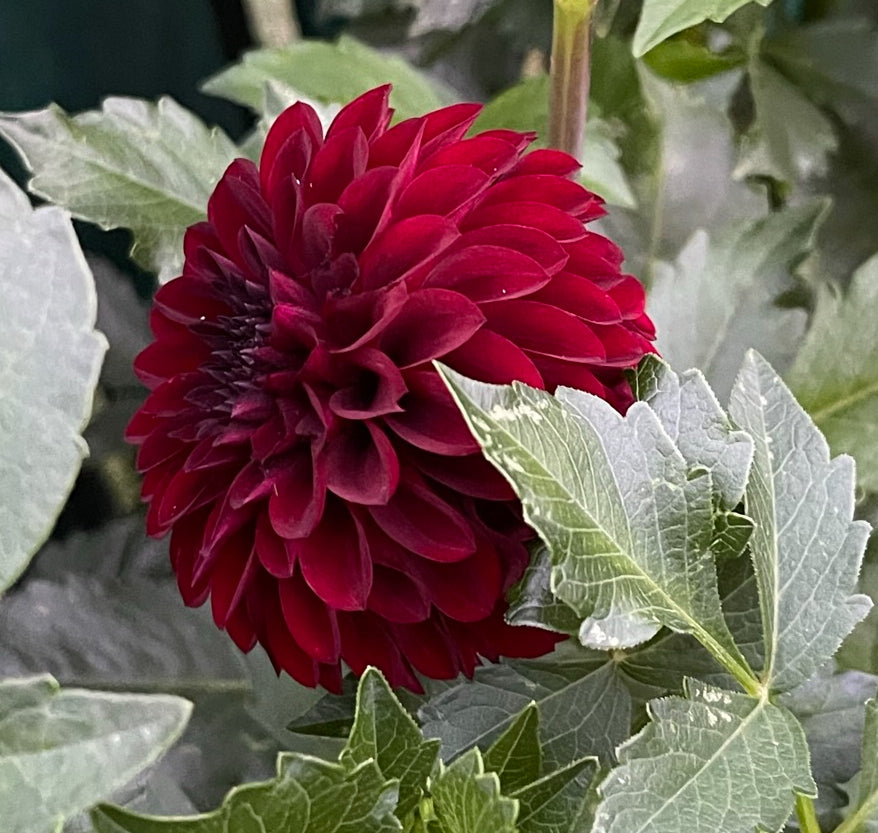 Irish Blackberry Dahlia