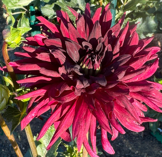 Nuit D’Ete Dahlia