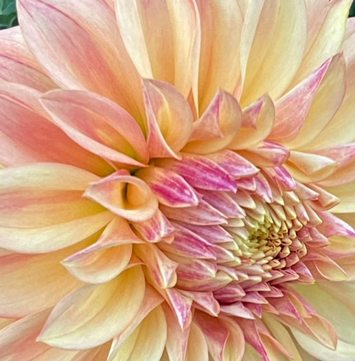 Hapet Champagne Dahlia