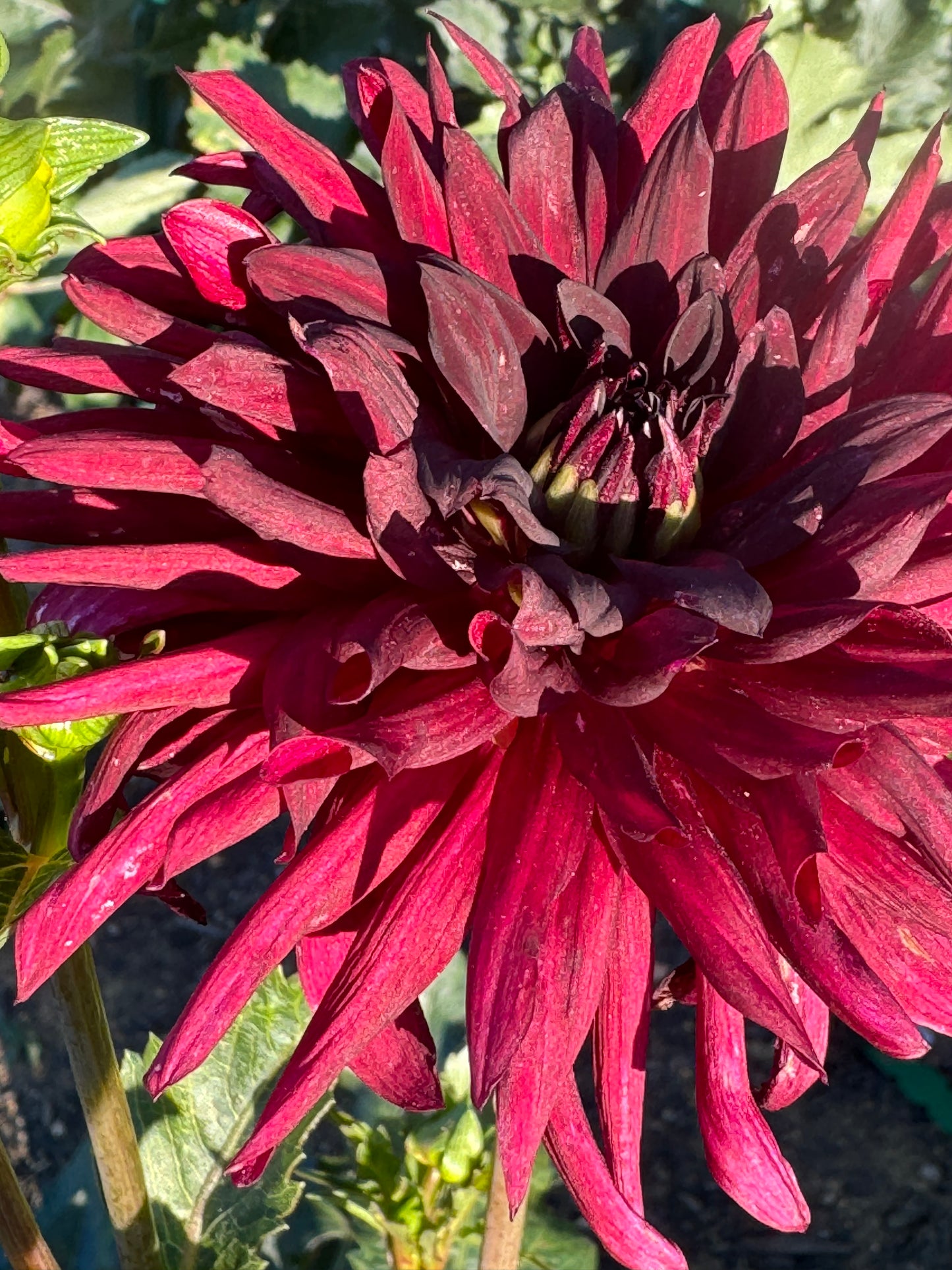 Nuit D’Ete Dahlia