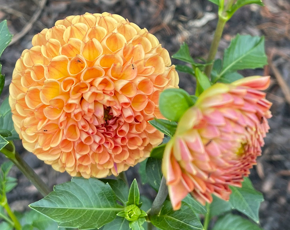 Irish Ember Dahlia