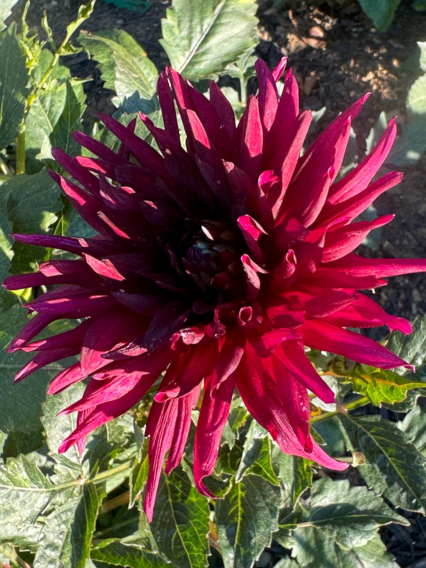 Nuit D’Ete Dahlia