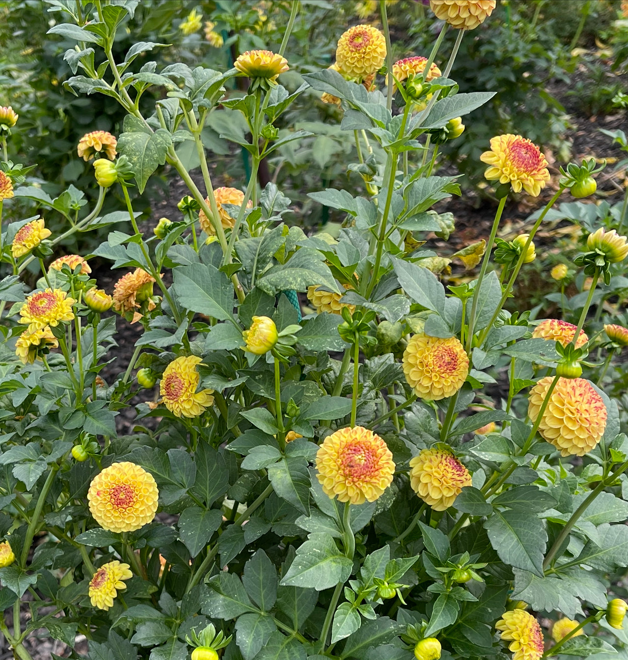 Irish Ember Dahlia