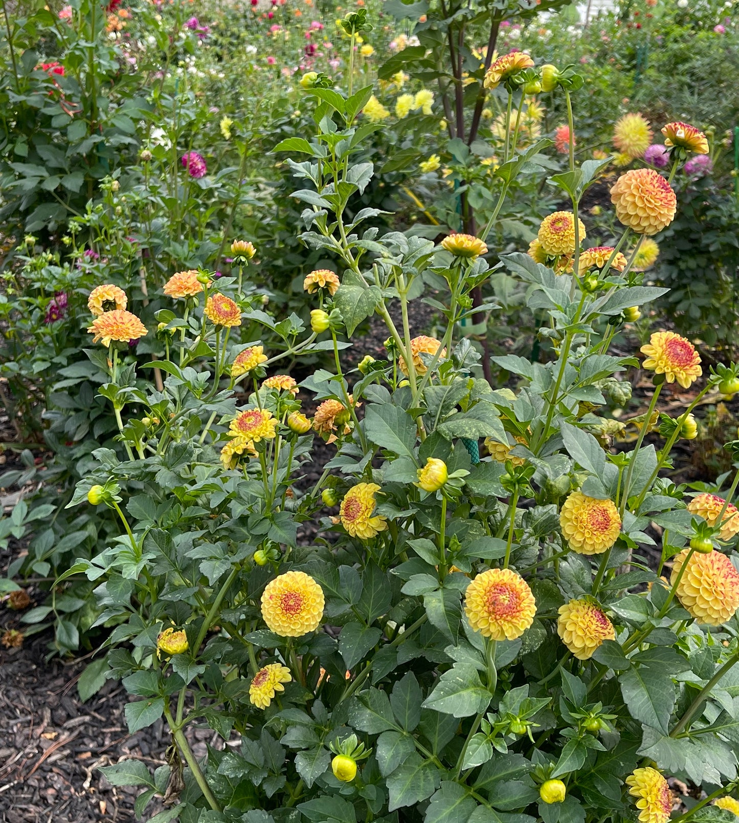 Irish Ember Dahlia