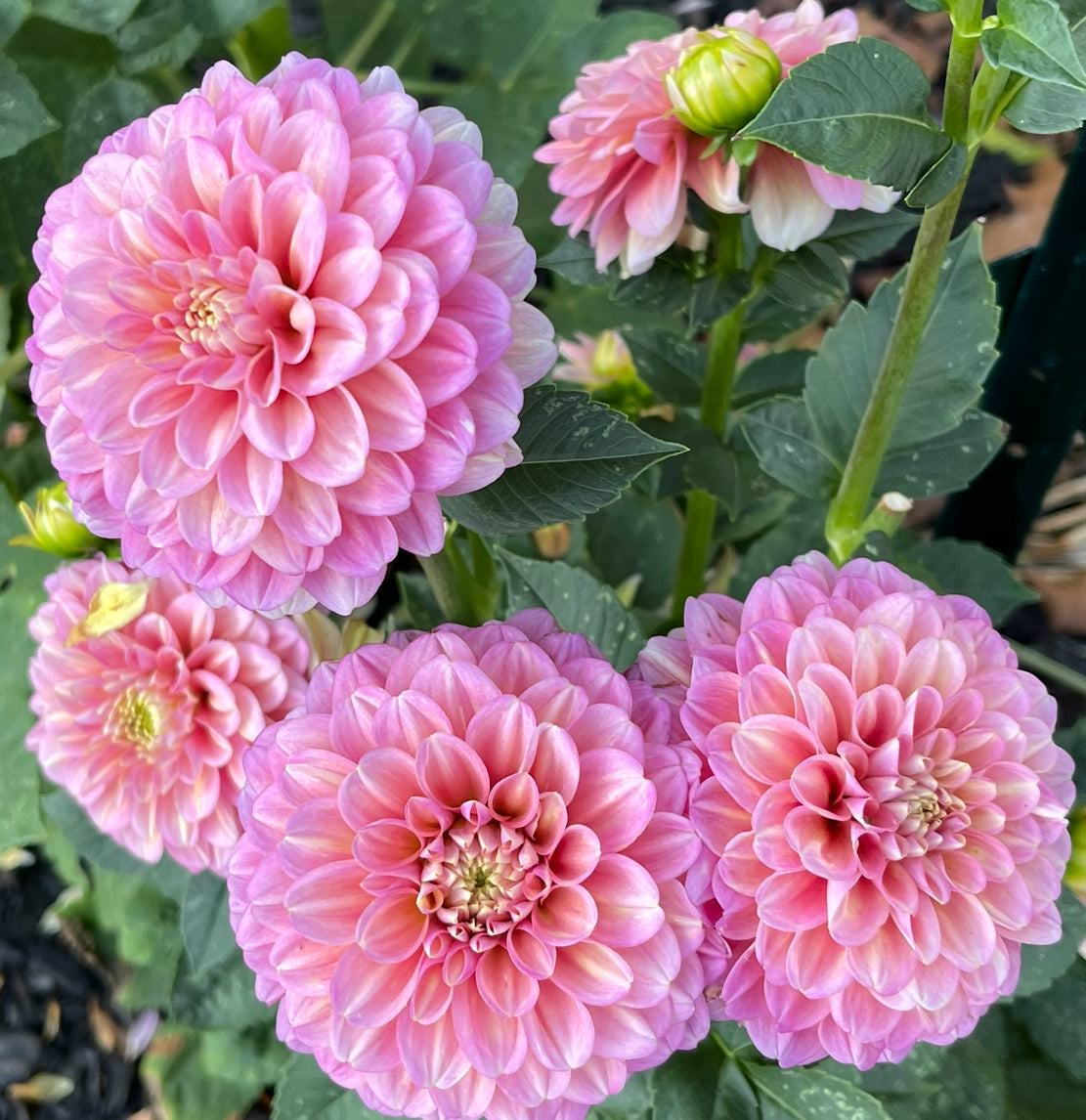 Jacs Allmander Dahlia