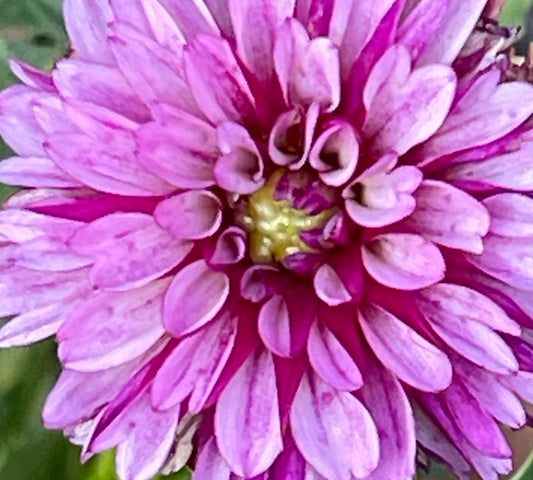 Hy Trio Dahlia