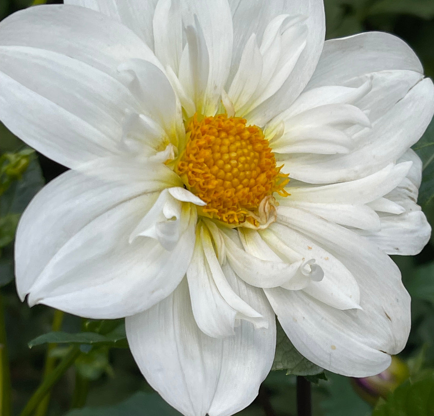 Cherubino Dahlia