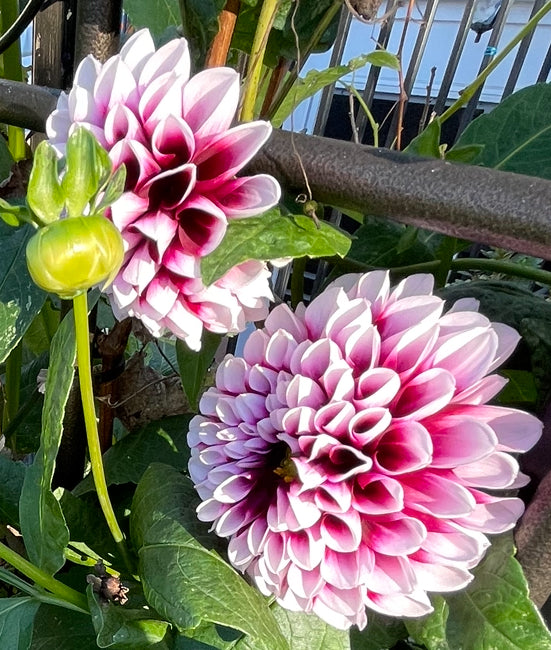 Jim Dandy Dahlia