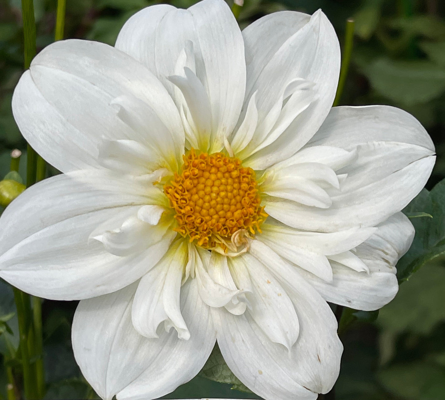 Cherubino Dahlia