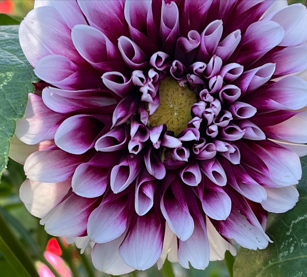 Jim Dandy Dahlia