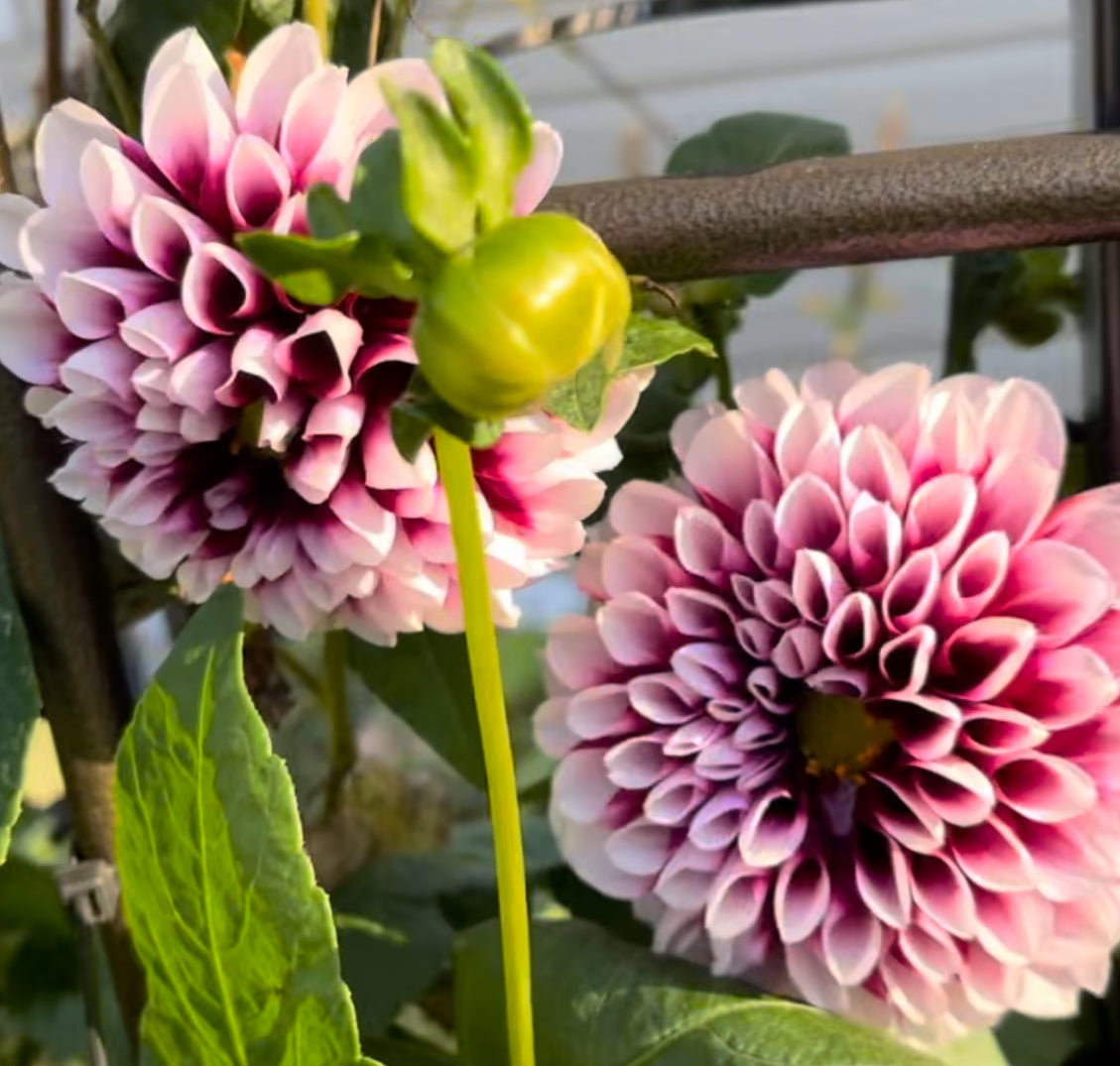 Jim Dandy Dahlia