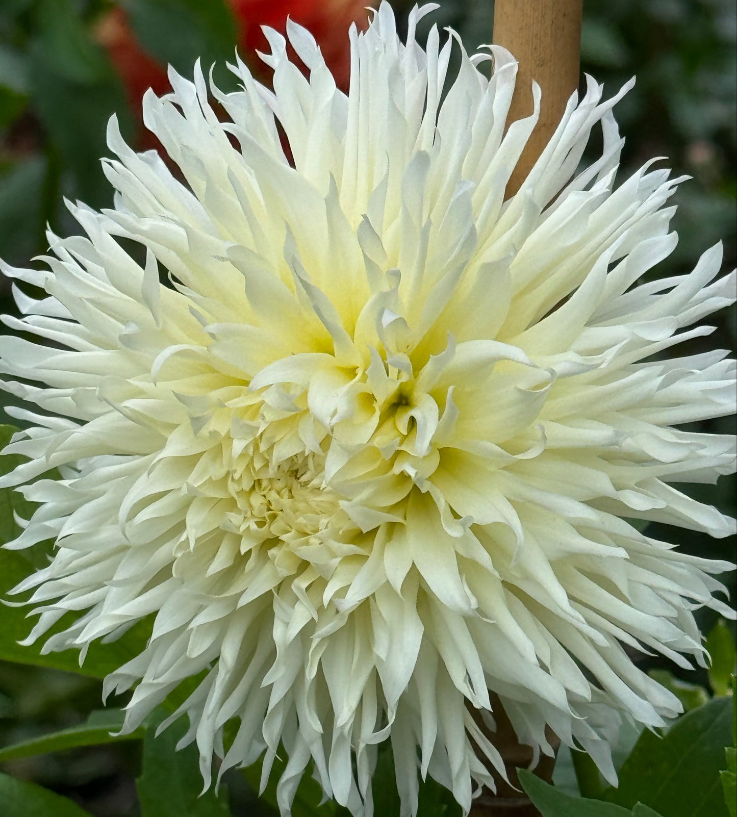 Kenora Spirit Dahlia