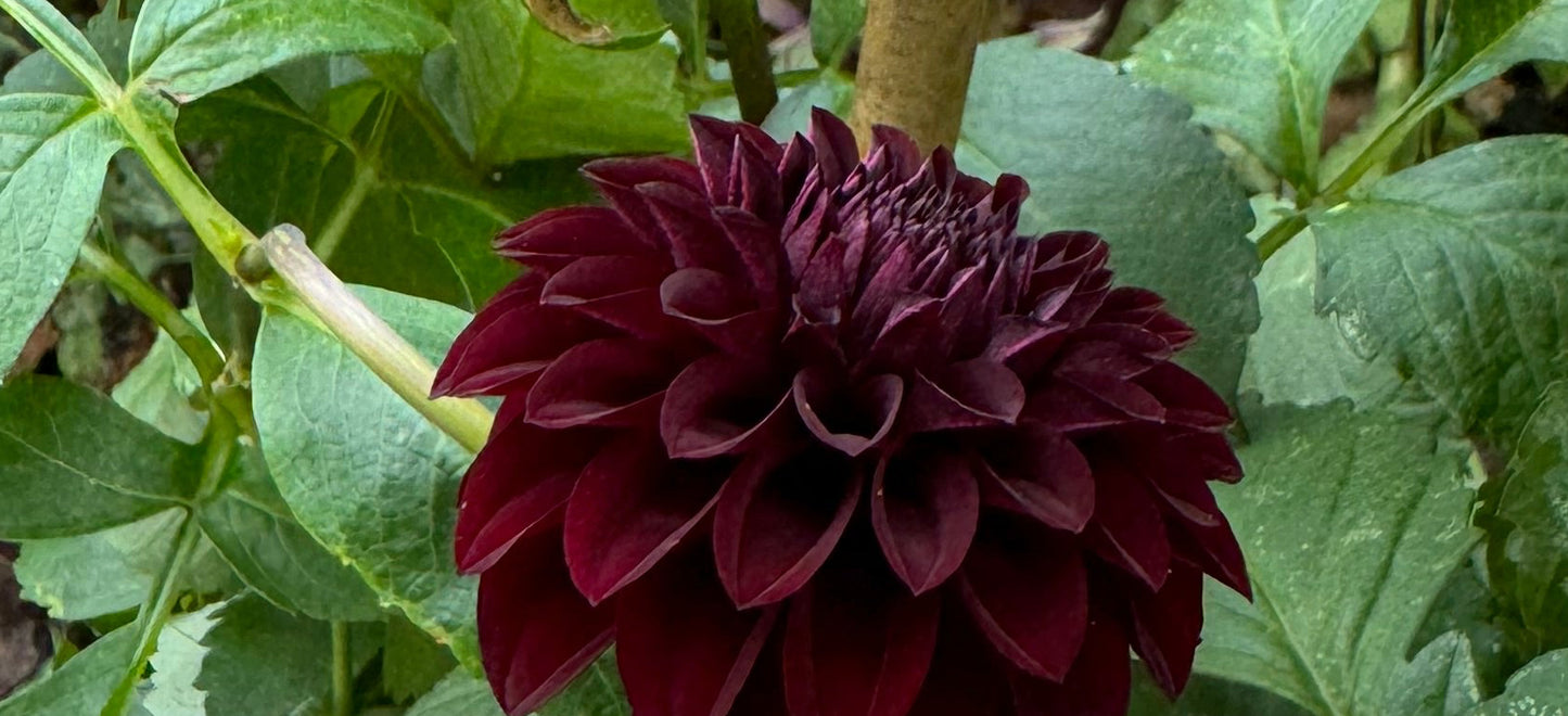 Fitzy’s Dark Angel Dahlia