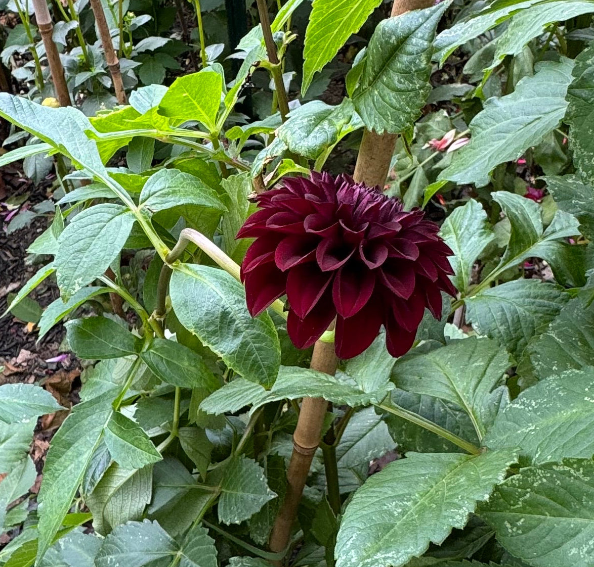 Fitzy’s Dark Angel Dahlia