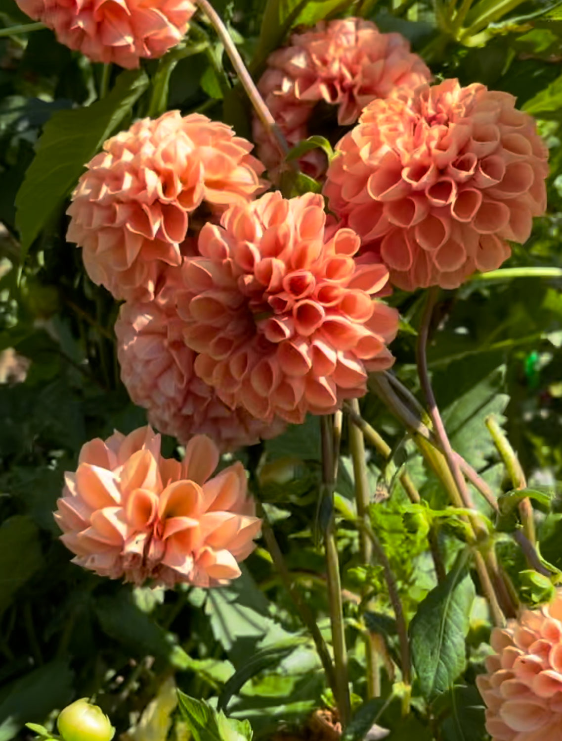 Jomanda Dahlia