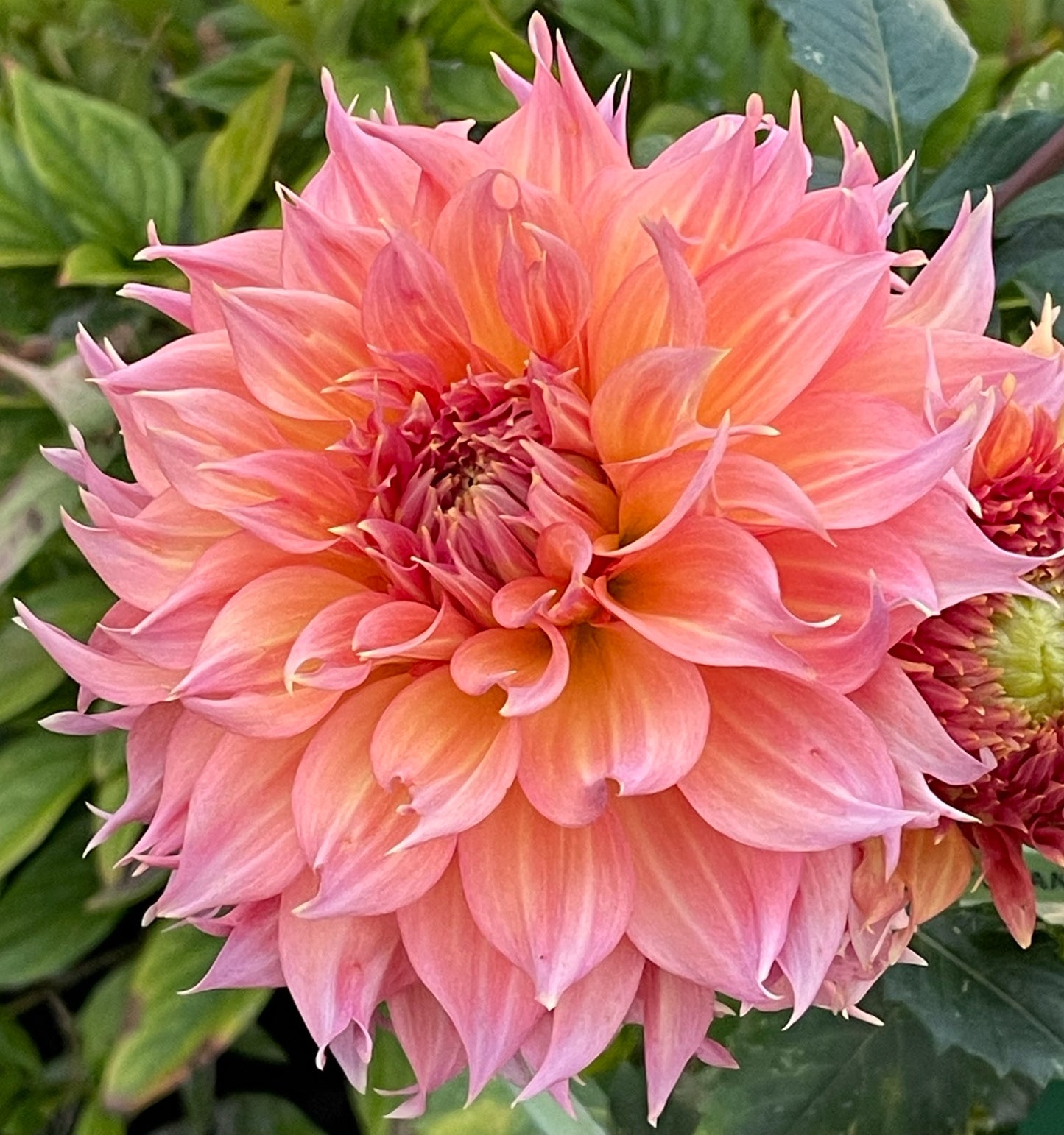 Just Peachy Dahlia