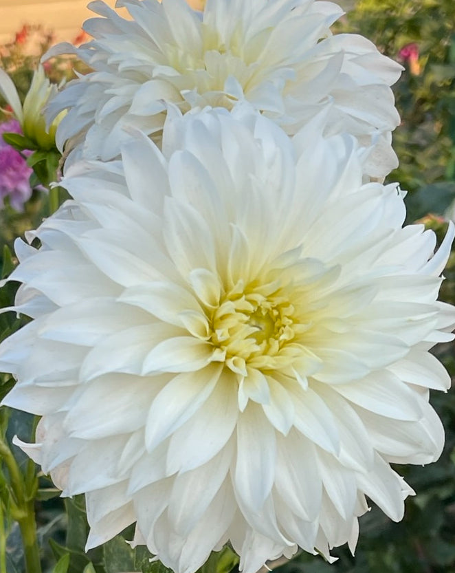 Lady Liberty Dahlia