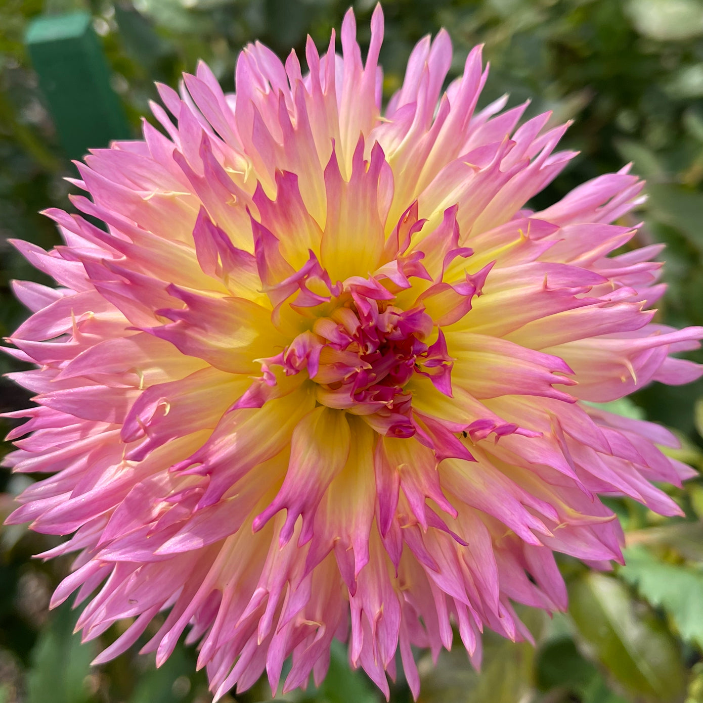 Lakeview Curley Dahlia