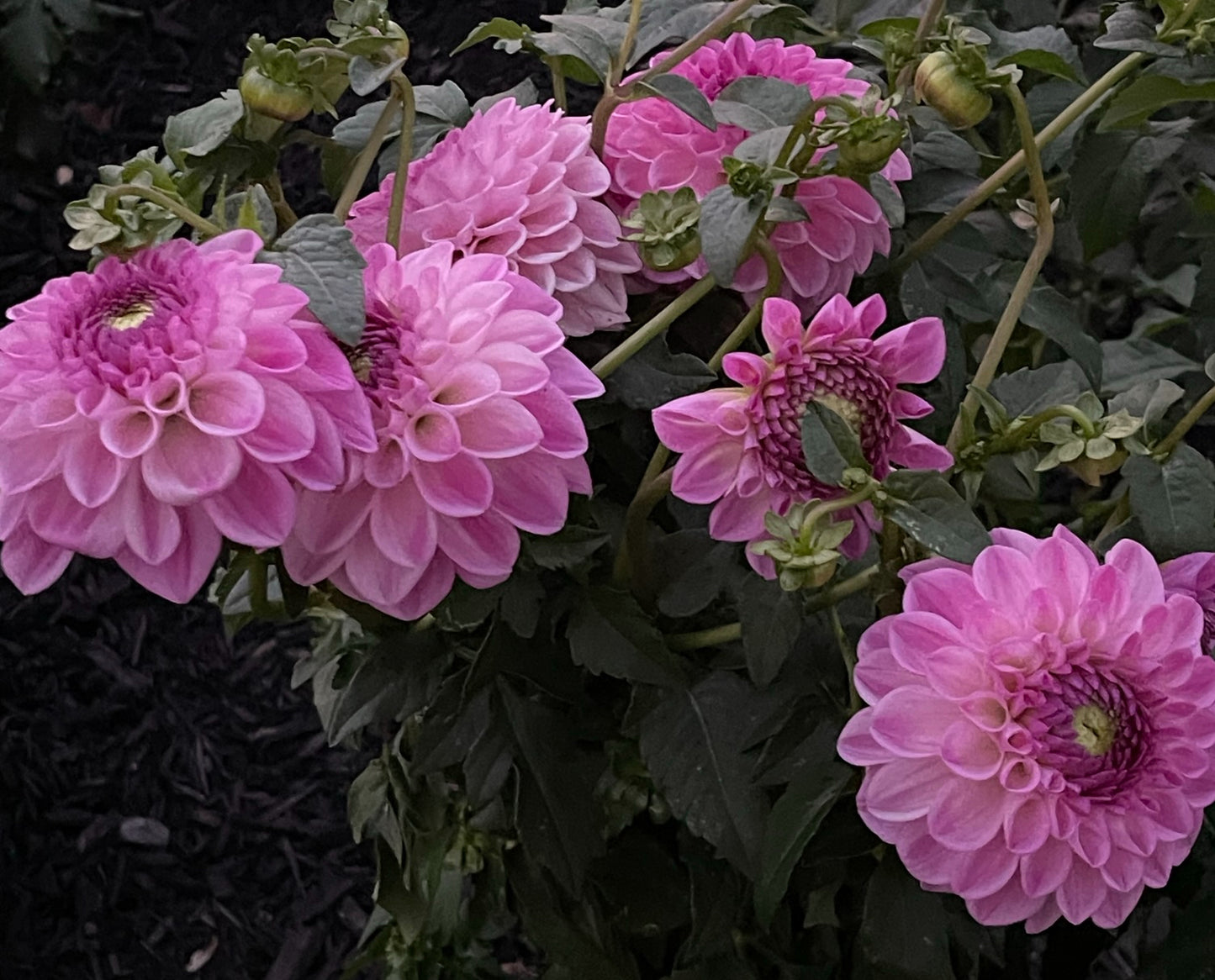 Lavender Ice Dahlia