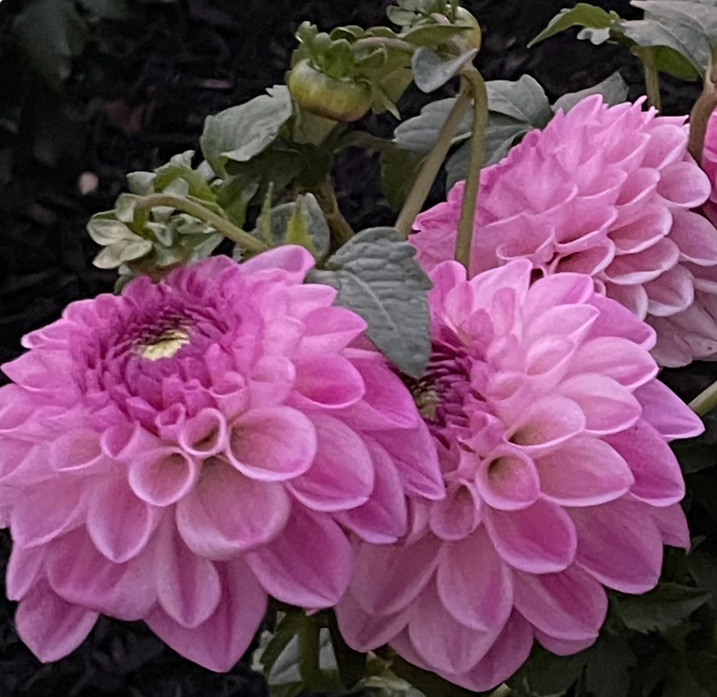 Lavender Ice Dahlia