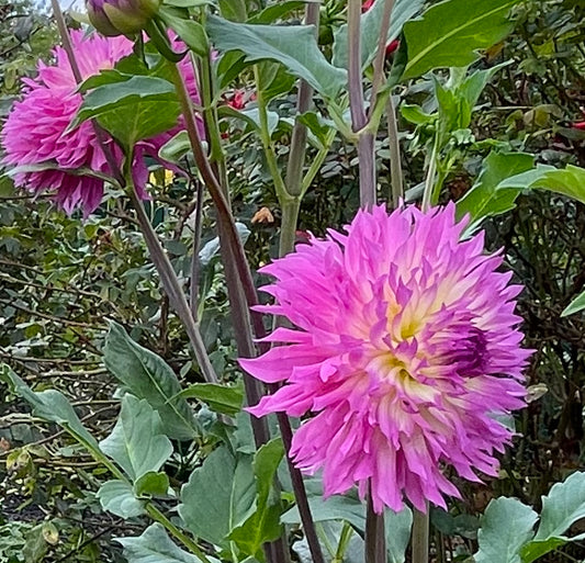 Lakeview Gertie Dahlia