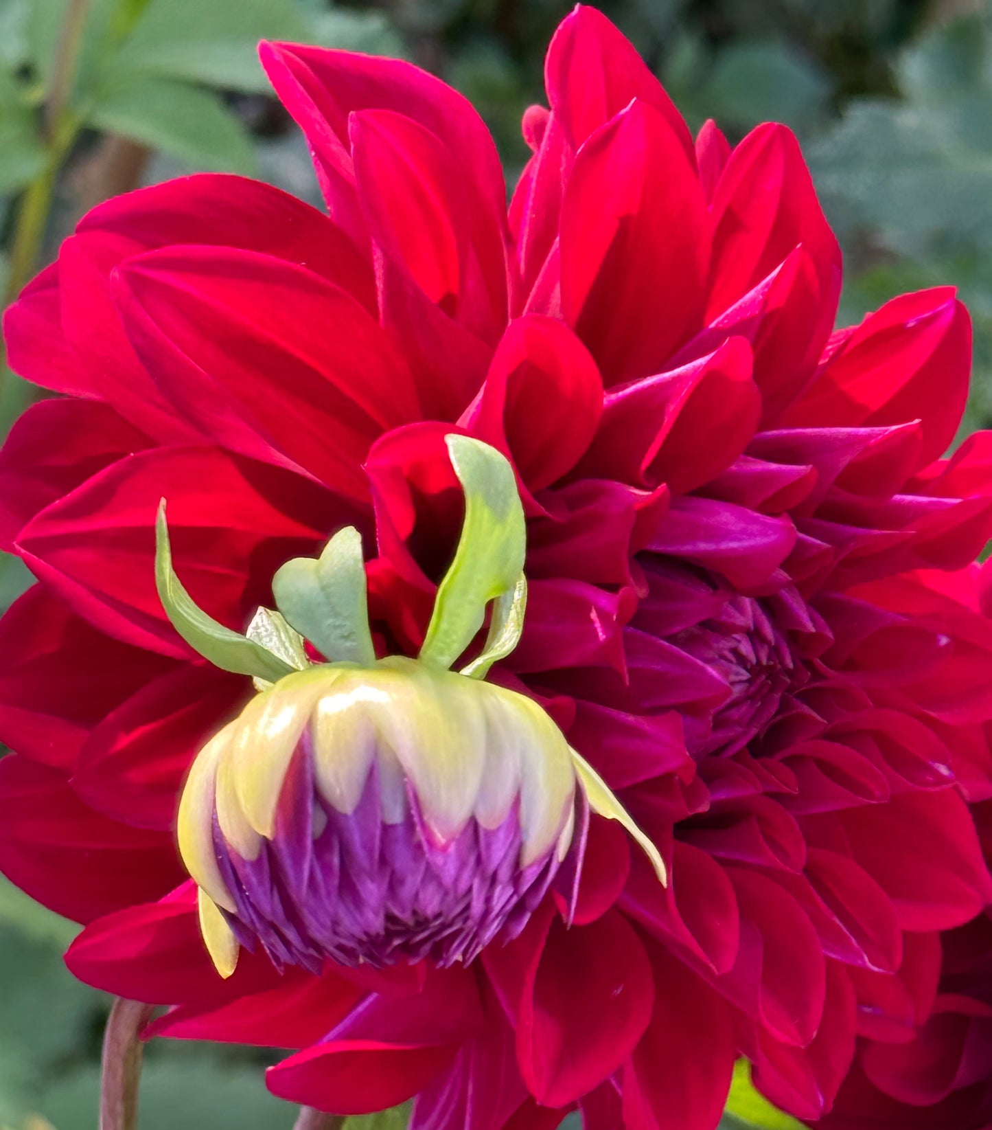 Formby Kaitlin Dahlia