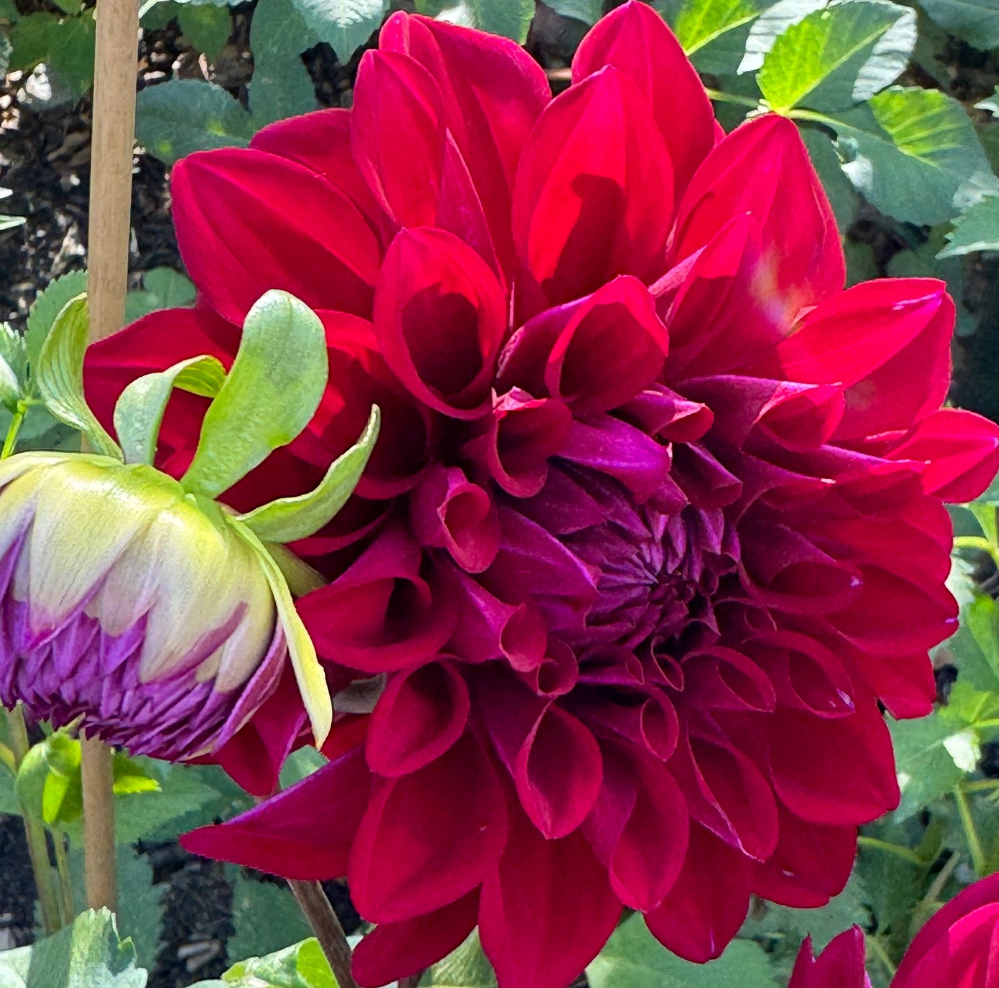 Formby Kaitlin Dahlia