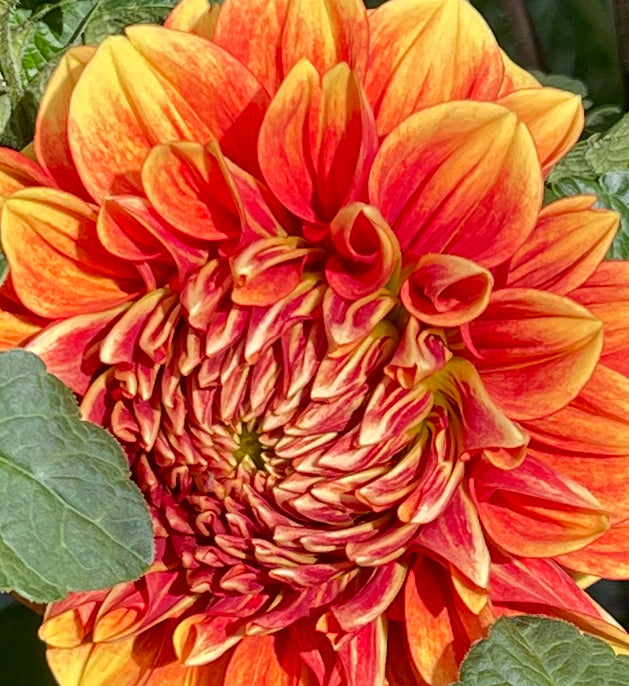 Lowrider Dahlia