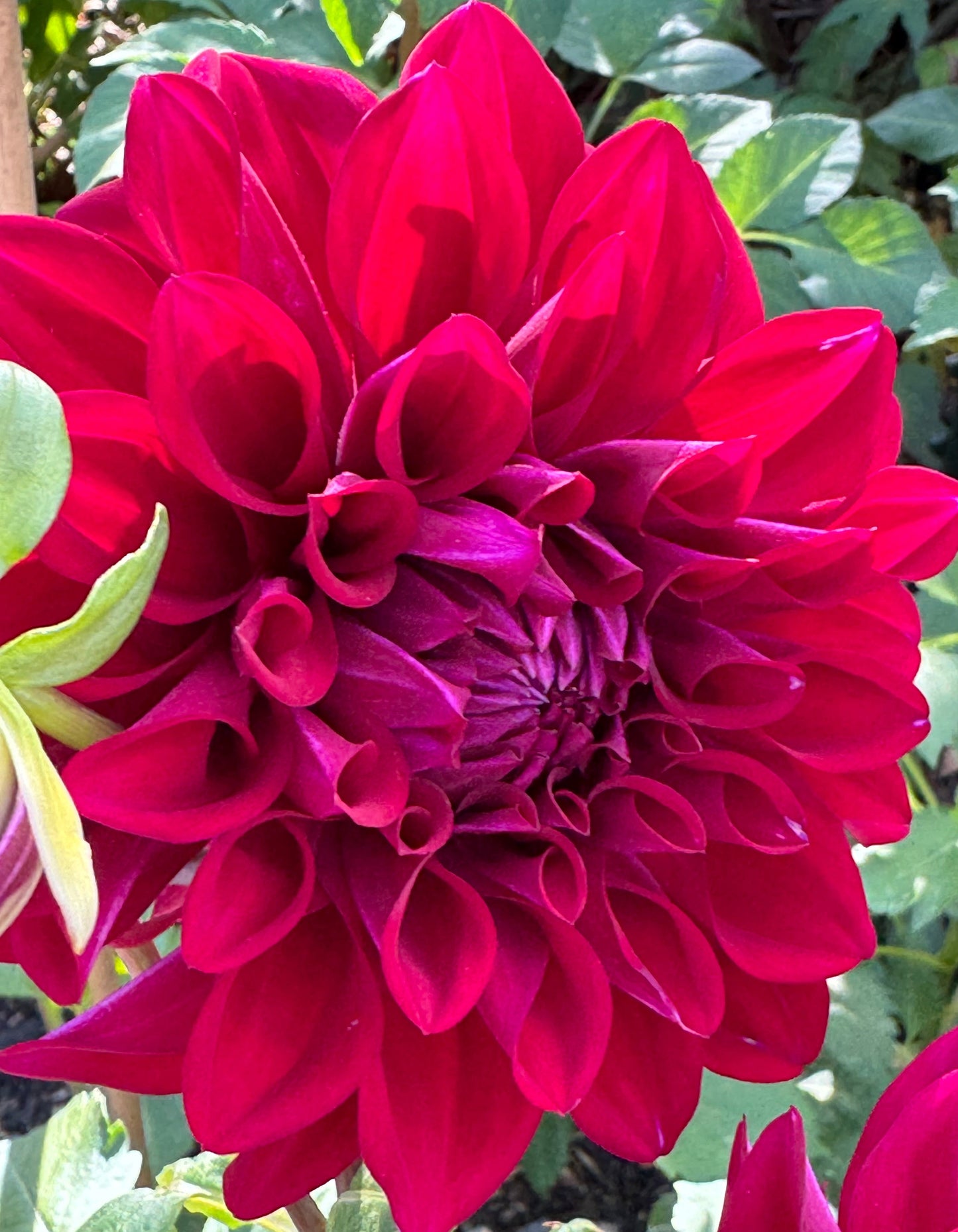 Formby Kaitlin Dahlia