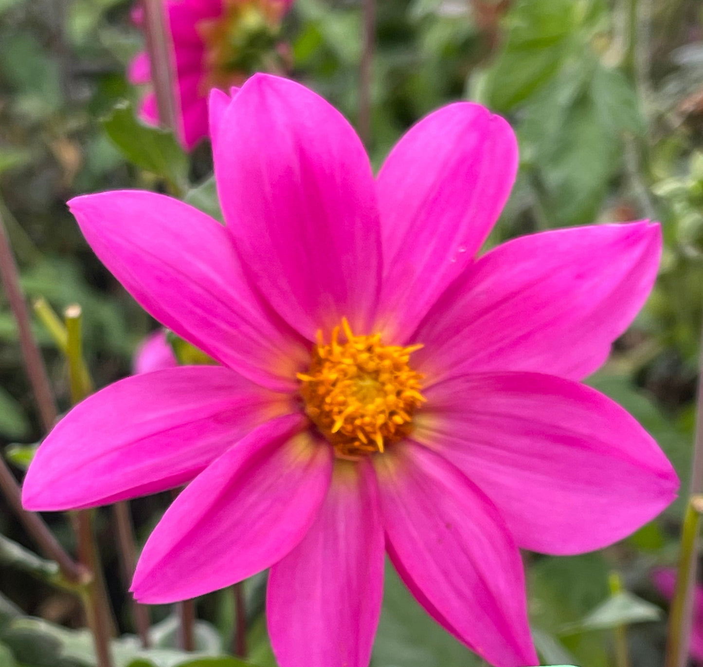 Pink Star Dahlia