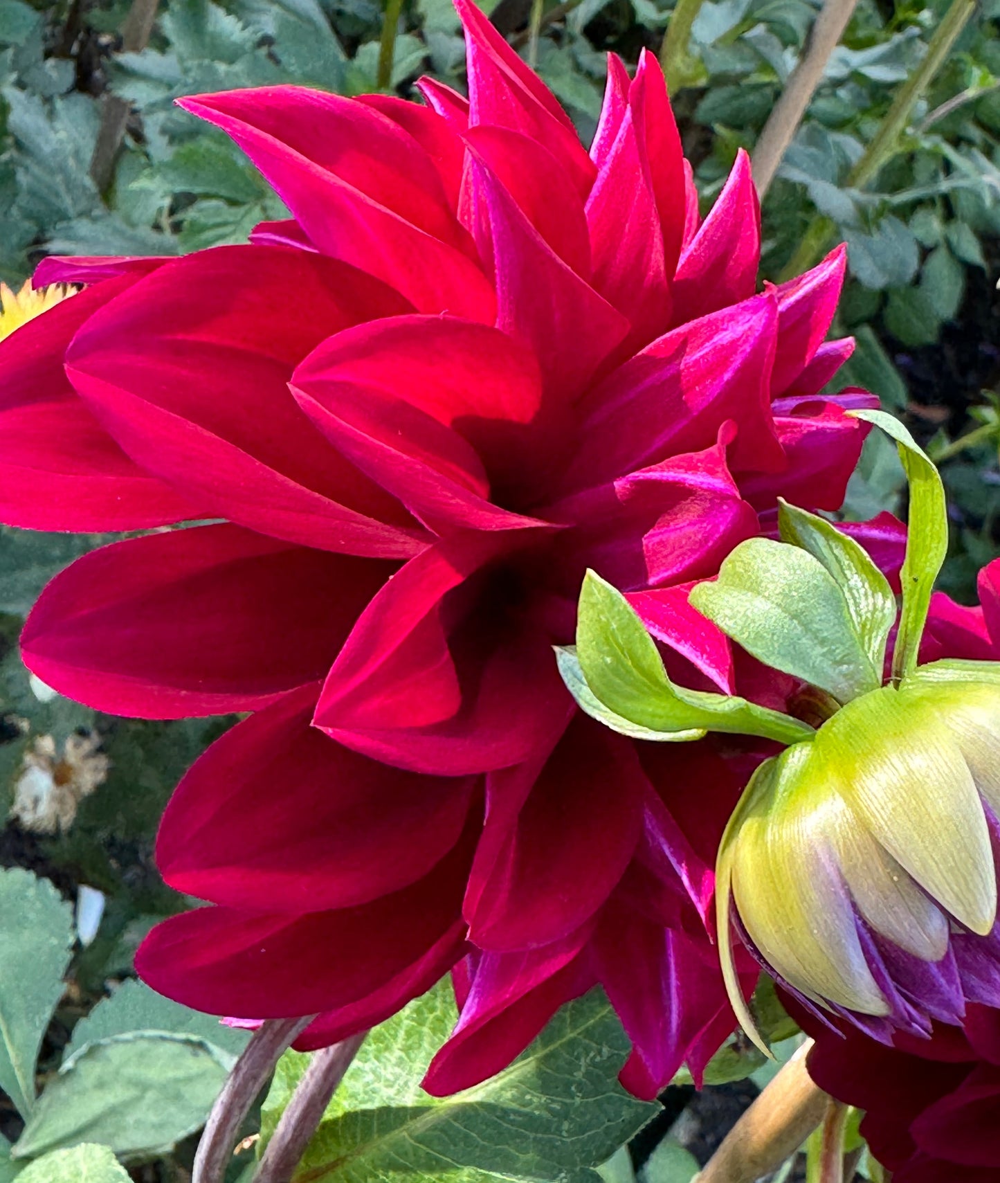 Formby Kaitlin Dahlia