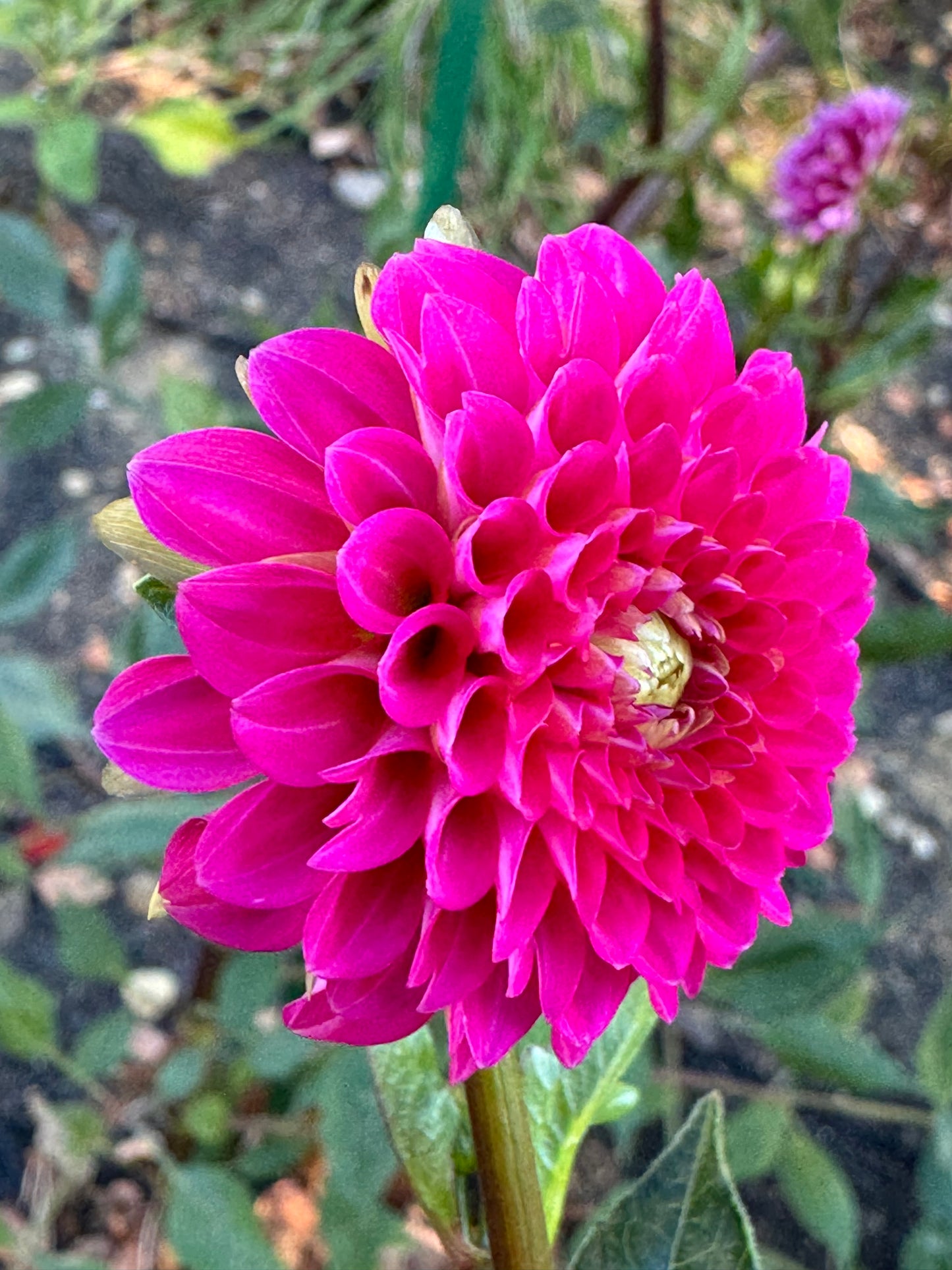 Fatima Dahlia